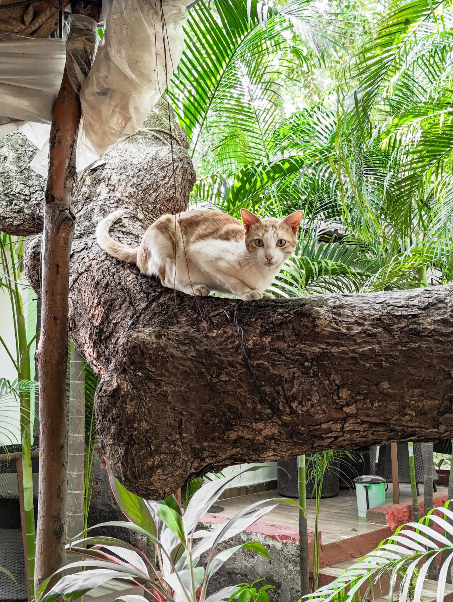 Nature Of Arambol Ngoại thất bức ảnh